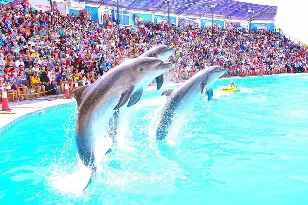 Dolphin-Show-in-Sharm