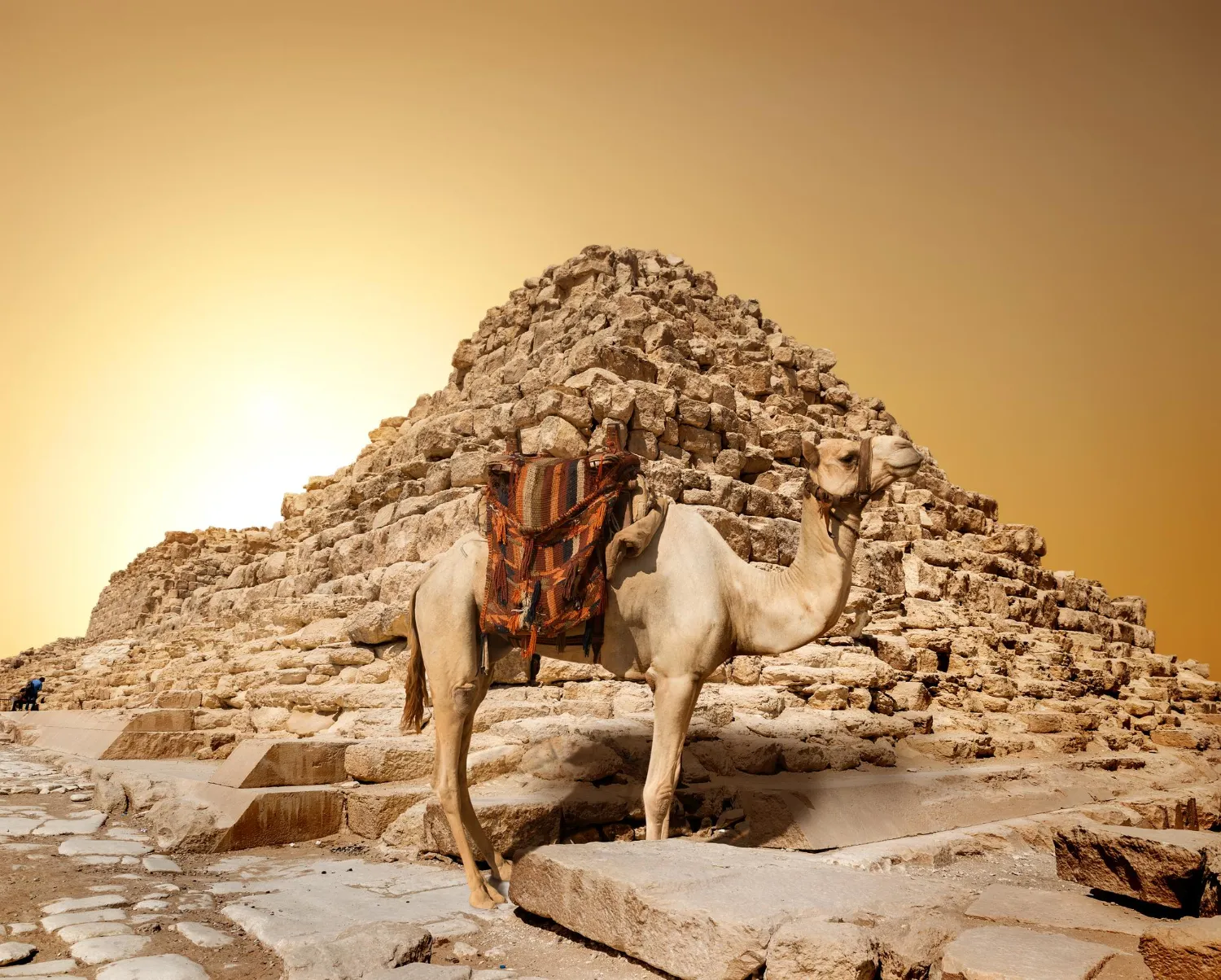 Giza pyramids camel ride
