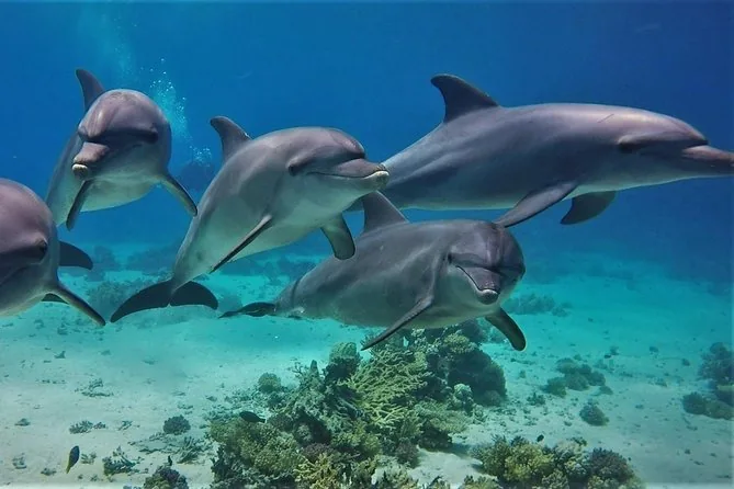 Dolphin House Boat Trip in Hurghada