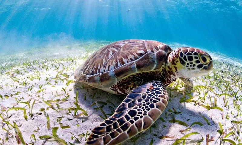 Snorkeling among the reefs of the Red Sea