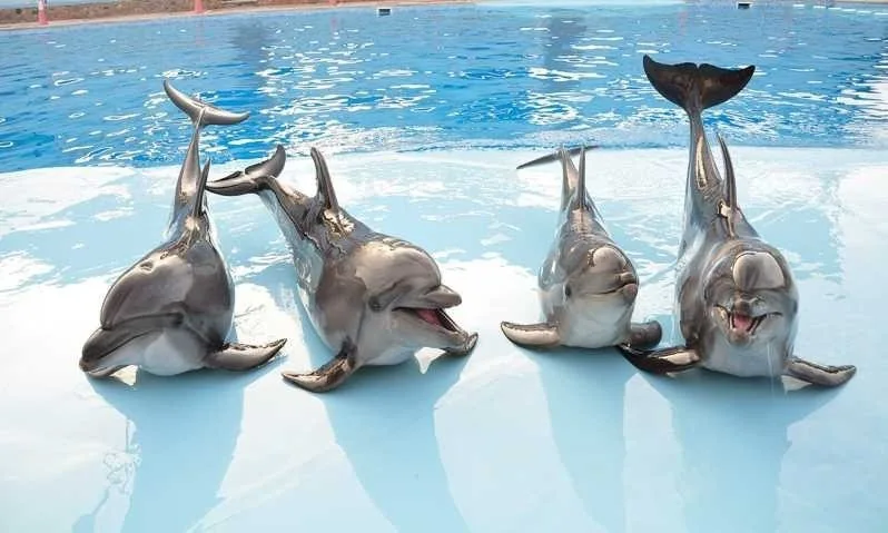 Dolphin Show in Hurghada
