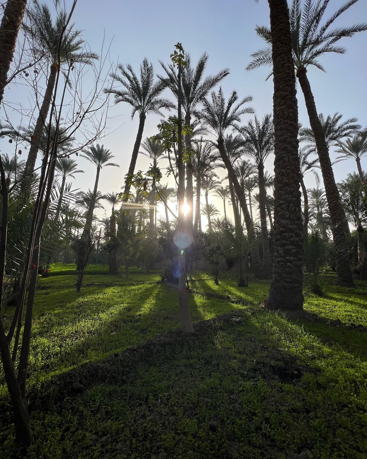 Sunlight through palm trees and green fields in Dahshur