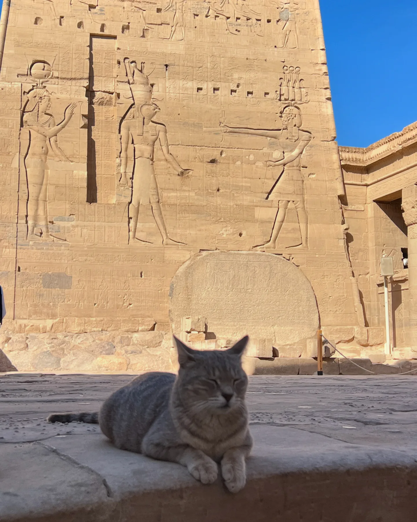 Cat resting in front of the carved gateway at Philae Temple in Aswan