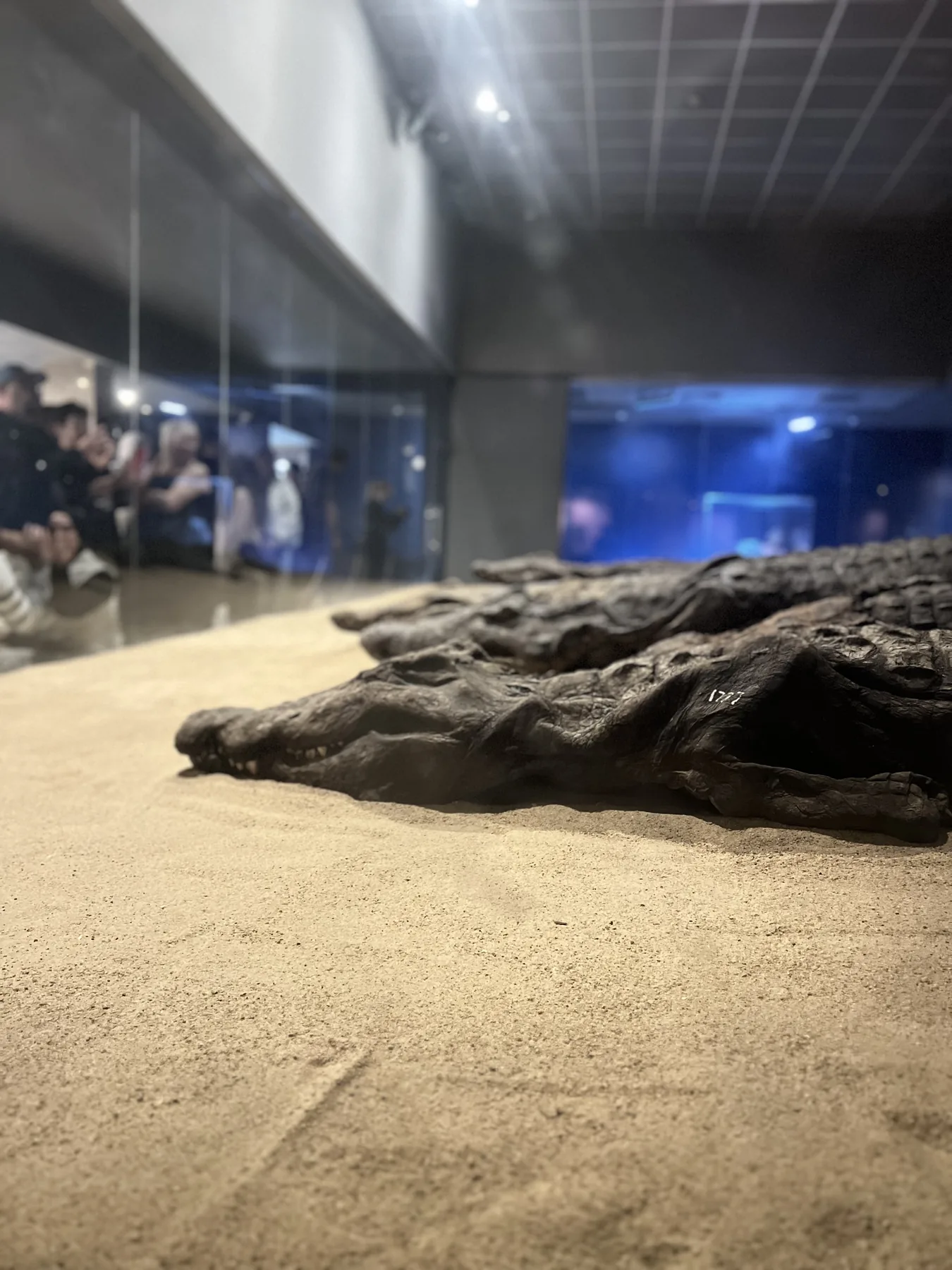 Preserved crocodile exhibit at the Crocodile Museum in Kom Ombo